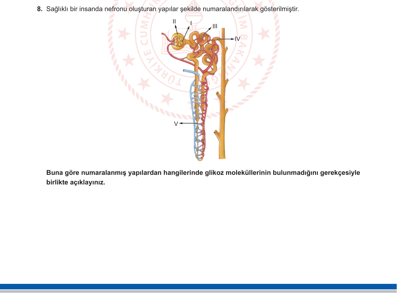 Biyoloji sorusu 38 — 
