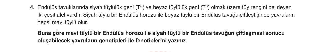 Biyoloji sorusu 19 — Eksik baskınlık (Endülüs tavuğu tüy rengi kalıtımı)