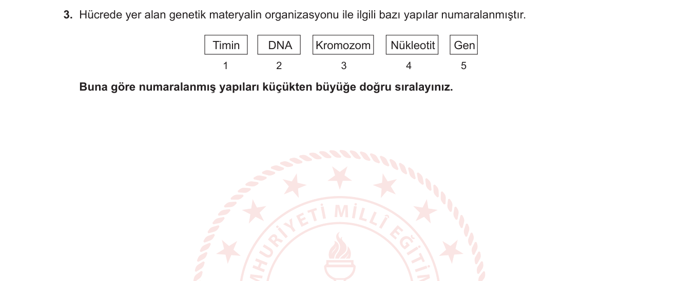 Biyoloji sorusu 13 — Genetik materyalin organizasyonu / DNA, gen, kromozom ilişkisi