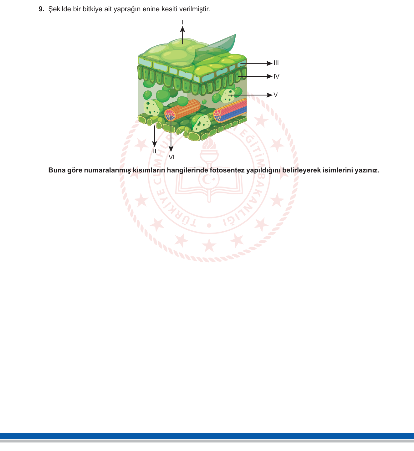 Biyoloji sorusu 17 — 