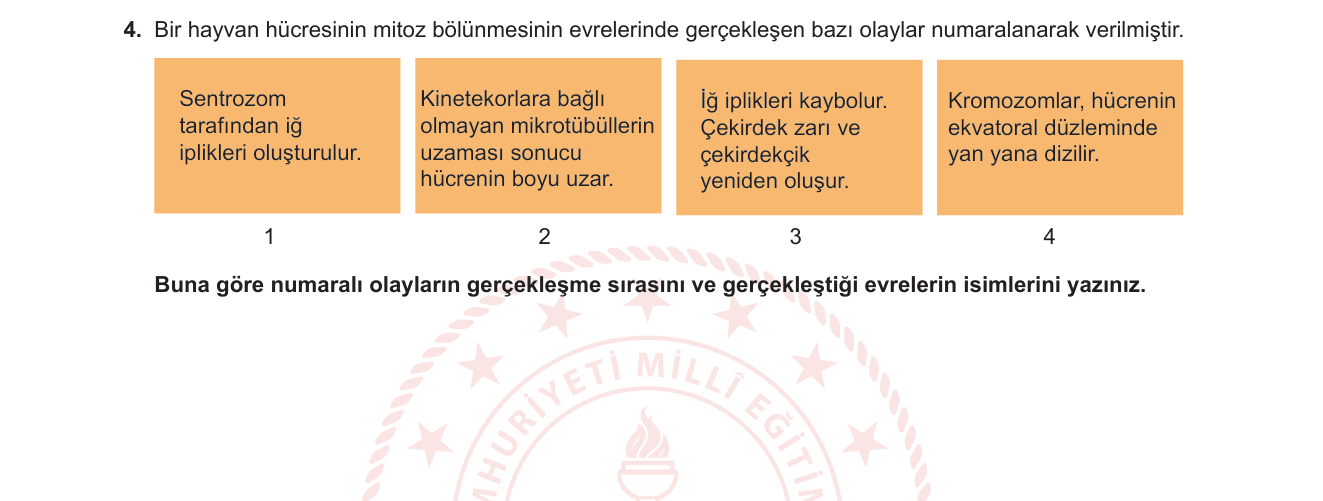 Biyoloji sorusu 4 — Mitoz bölünme evreleri ve olayları
