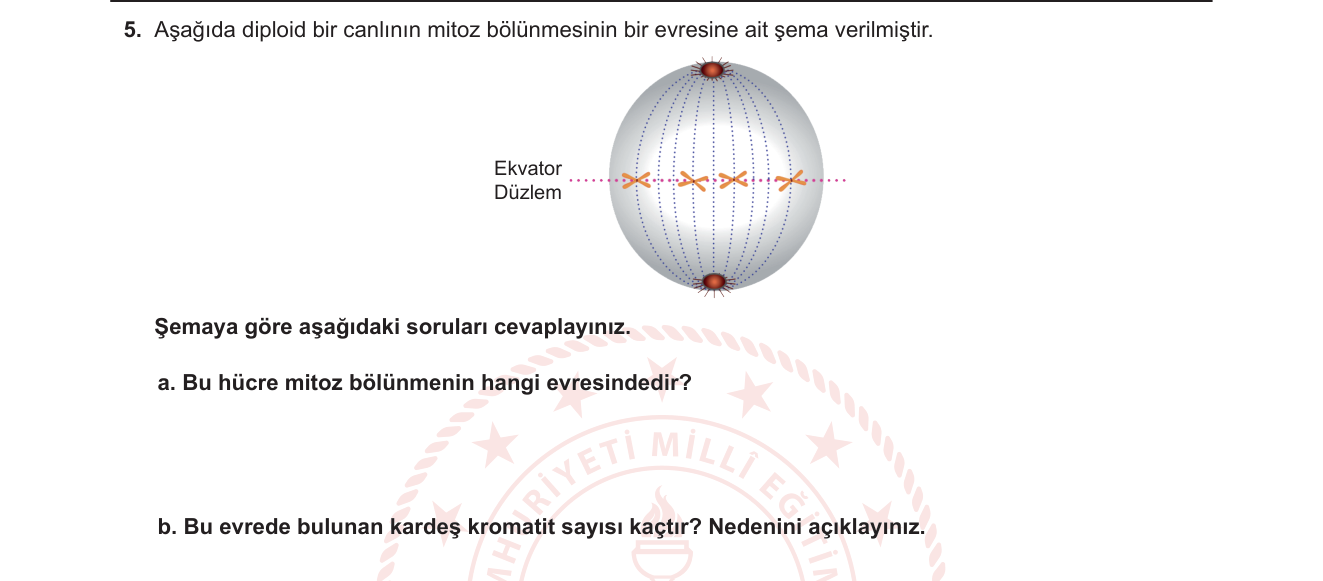 Biyoloji sorusu 5 — Mitoz bölünme — metafaz evresi ve kardeş kromatit sayısı