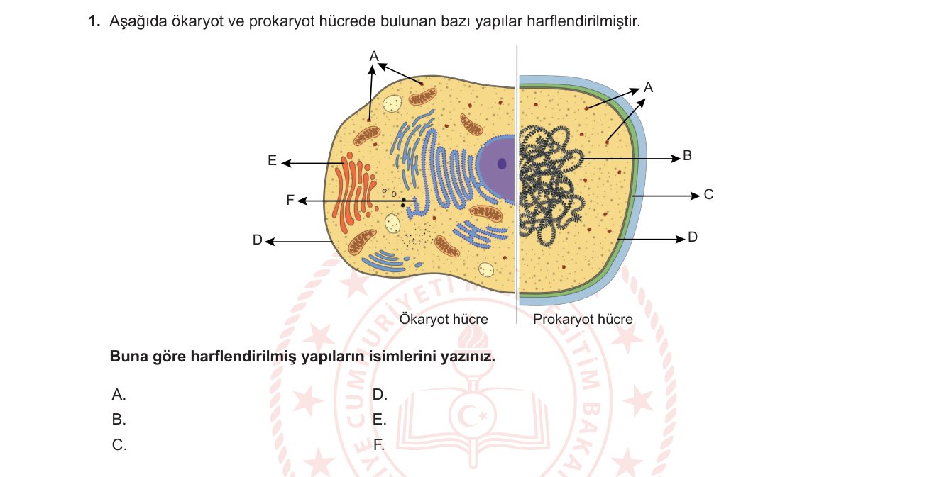 Biyoloji sorusu 1 — 