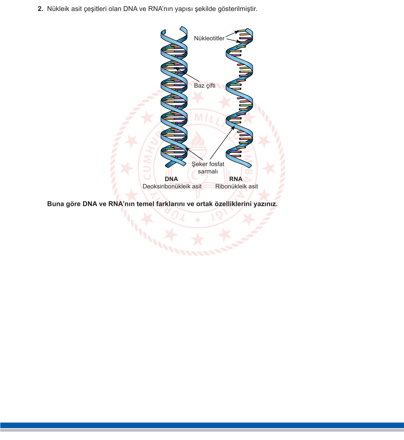 Biyoloji sorusu 6 — Nükleik Asitler — DNA ve RNA Yapısı, Farkları ve Ortak Özellikleri (12. sınıf Biyoloji)